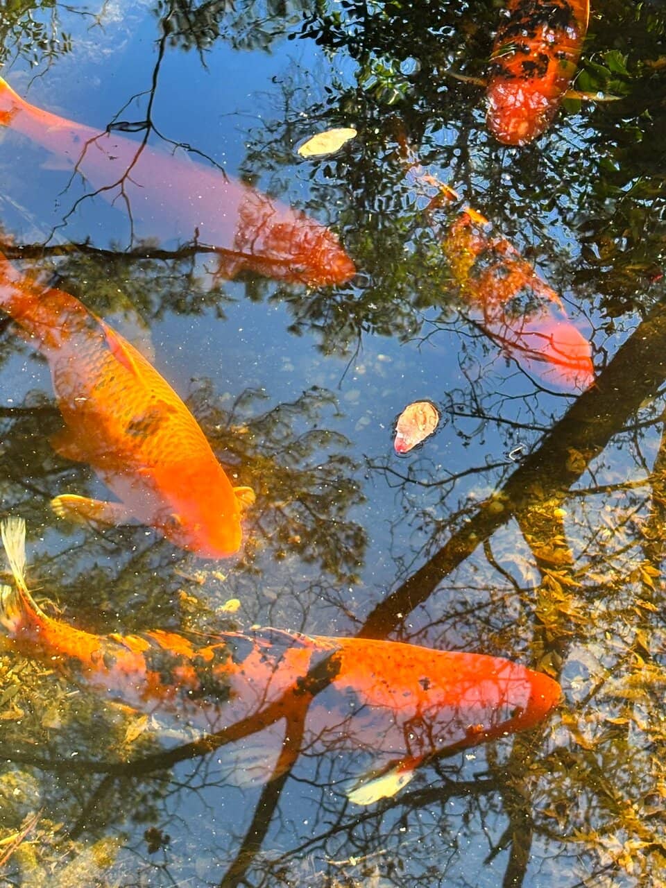 Seasonal Flora