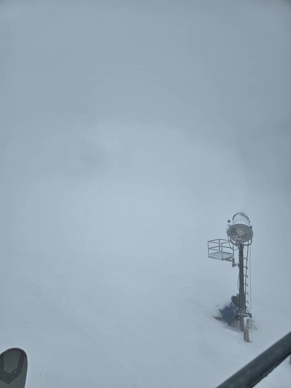 Baikal Seals (Nerpa)