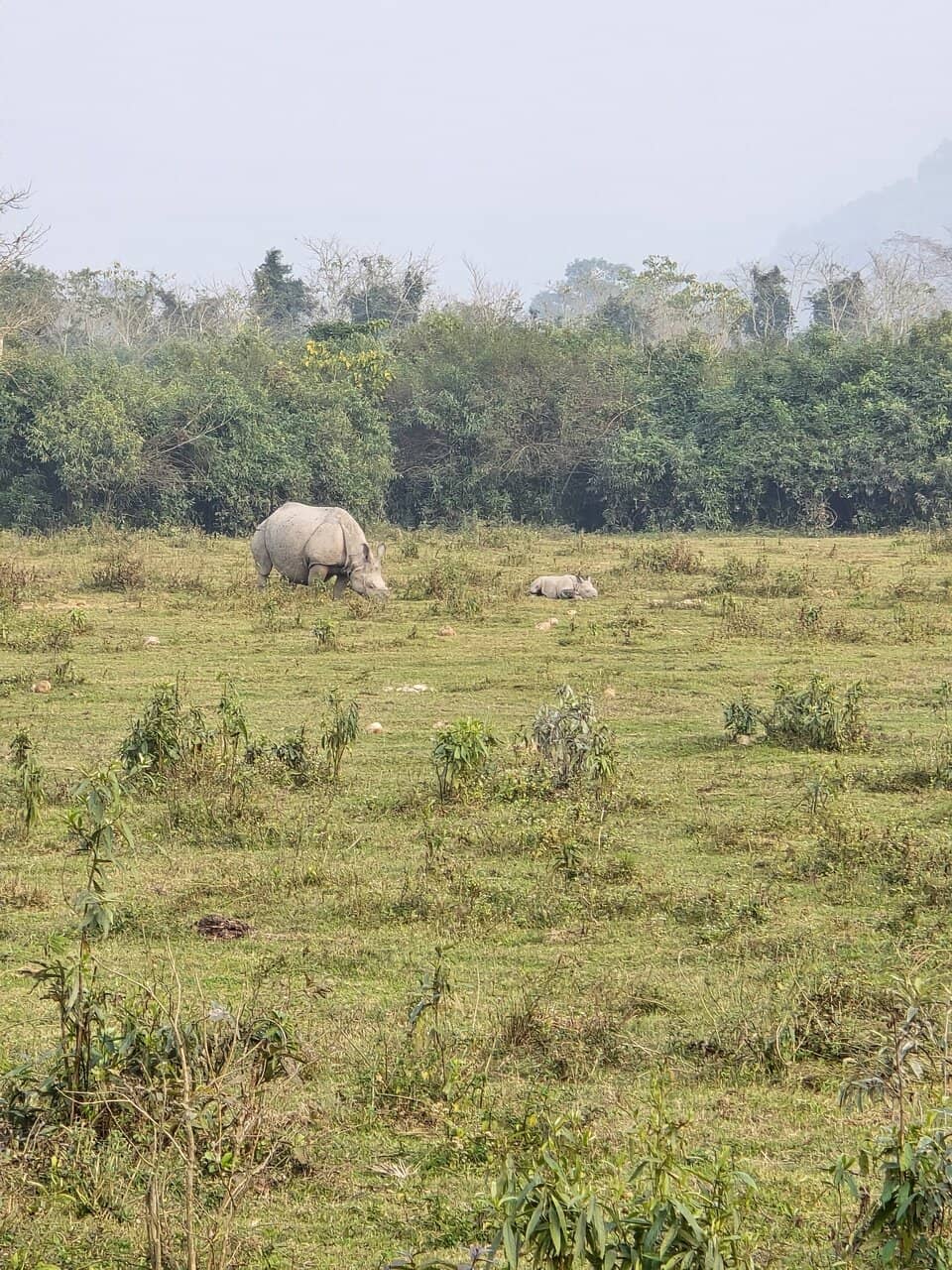Elephant Safari at Dawn