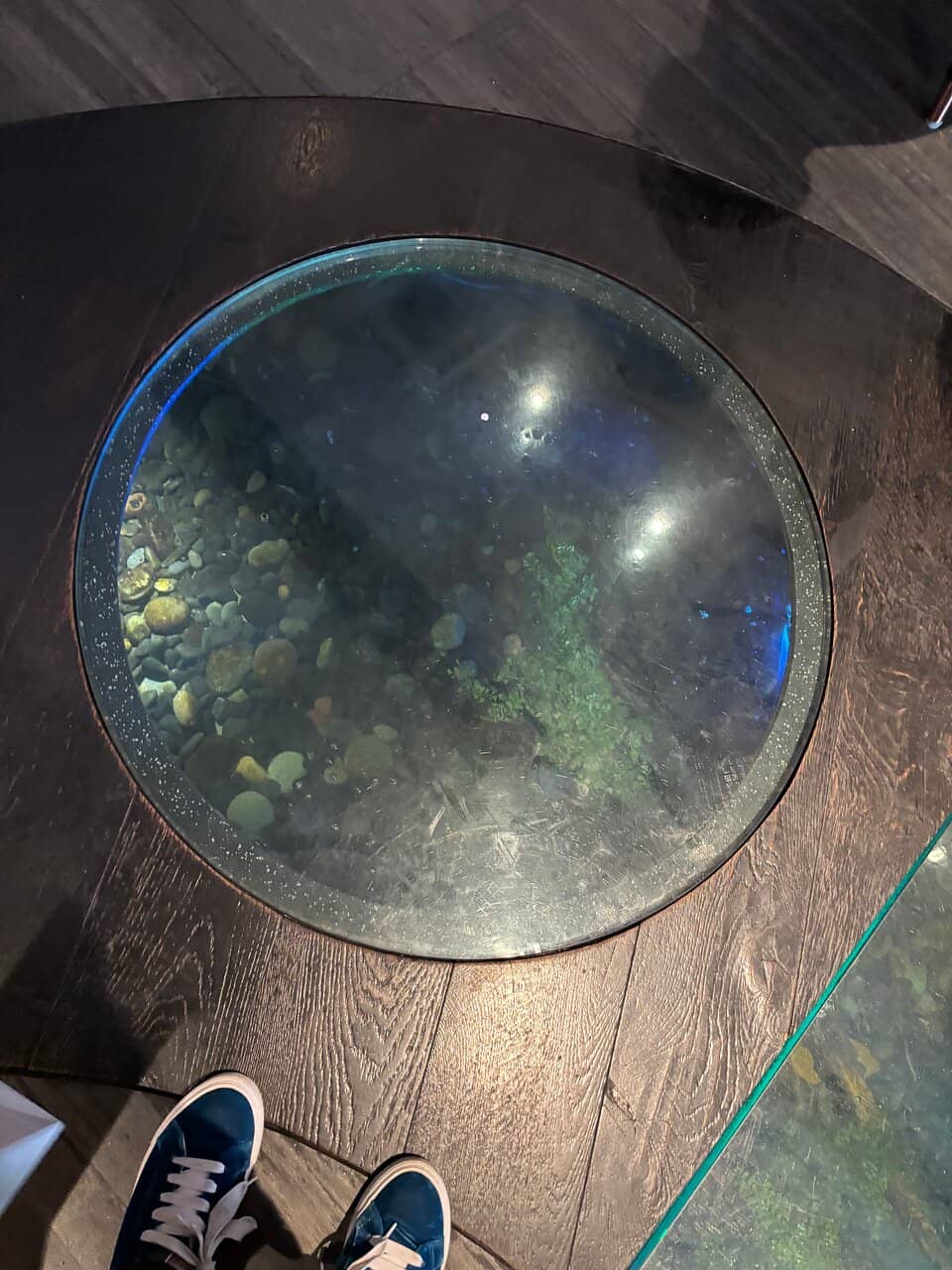 Elegant Ambiance with Koi