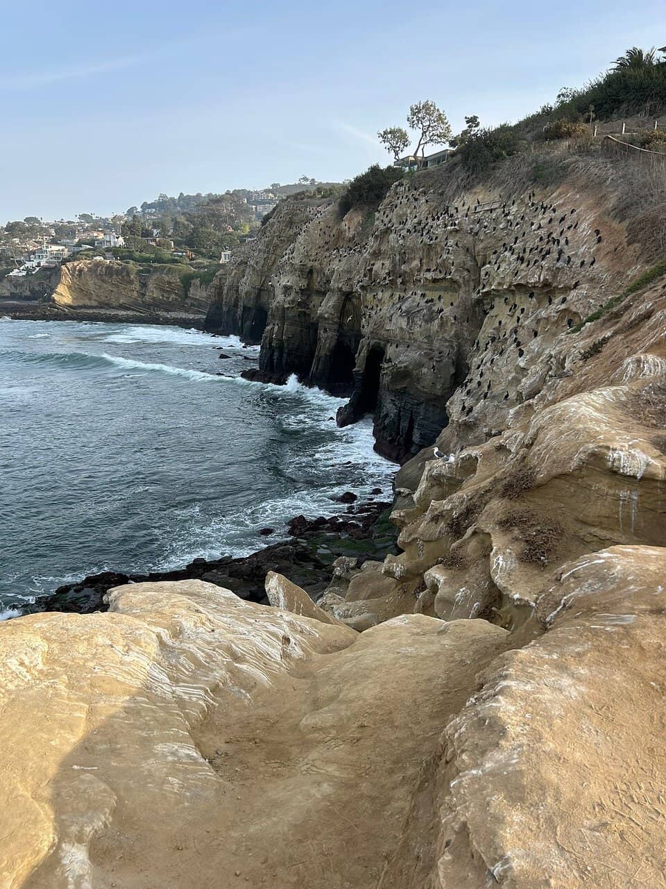 La Jolla Cove Seals & Sea Lions