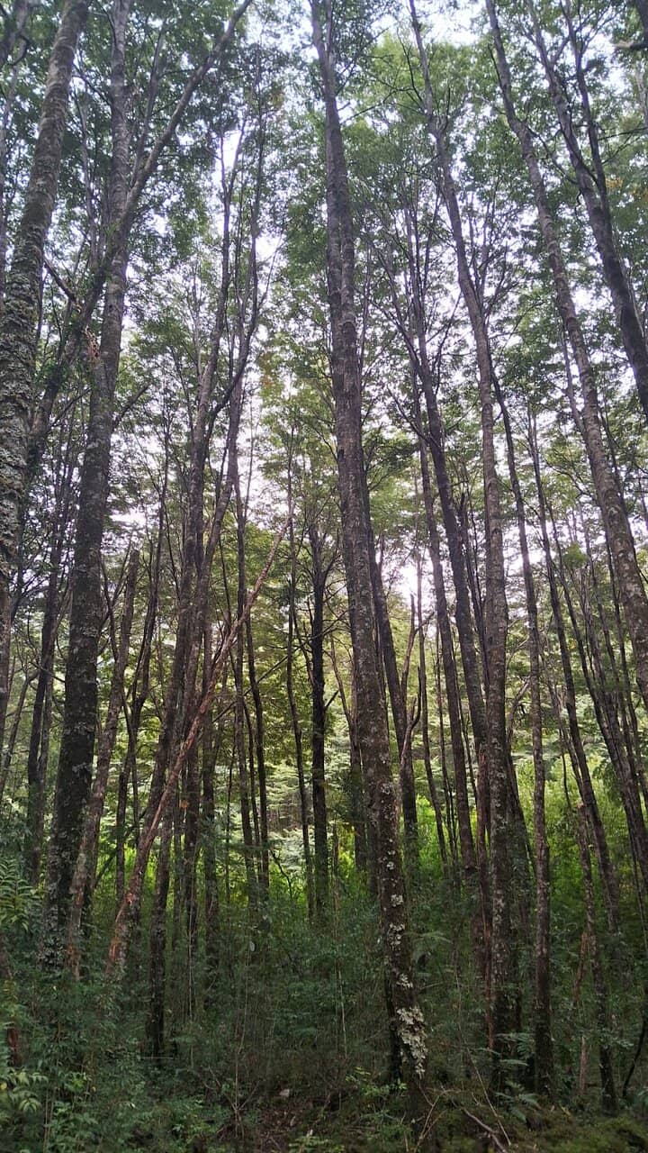 Coyhaique Proximity