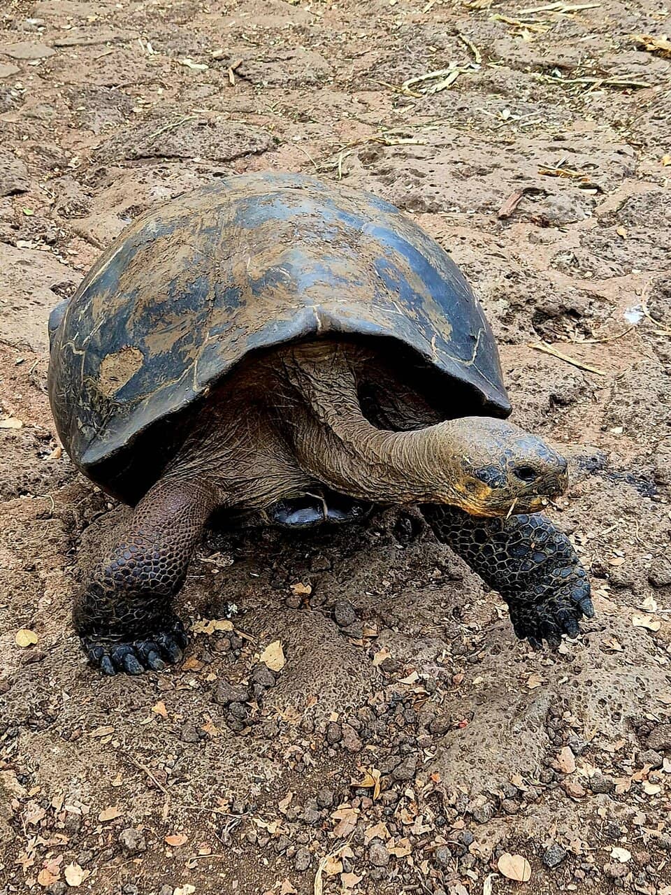 Adult Tortoise Sanctuary