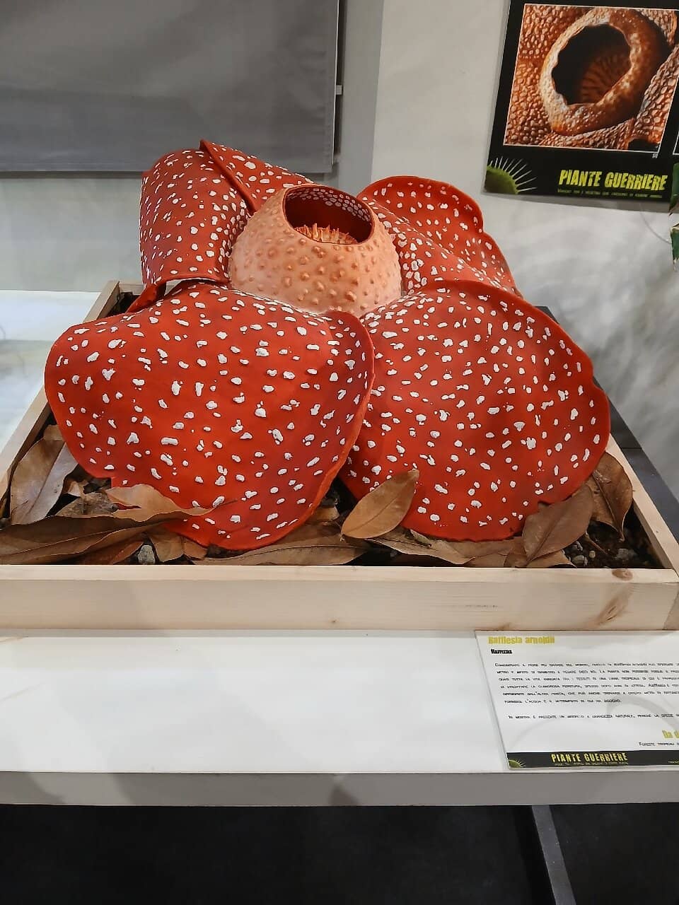 Taxidermy Collection