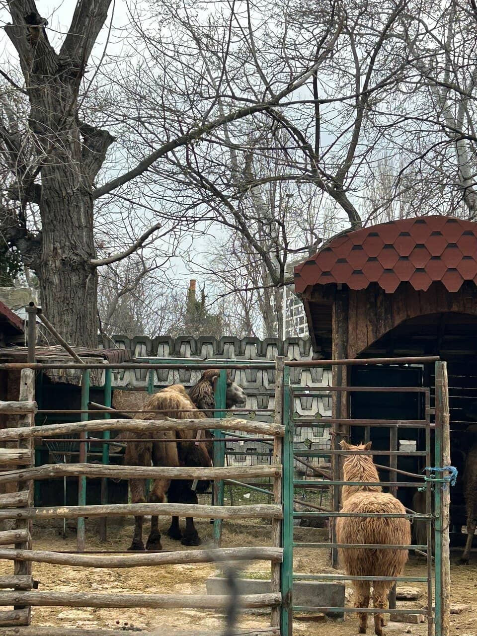 Diverse Animal Collection