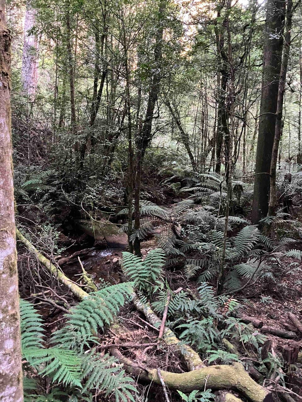 Soothing Rainforest Sounds