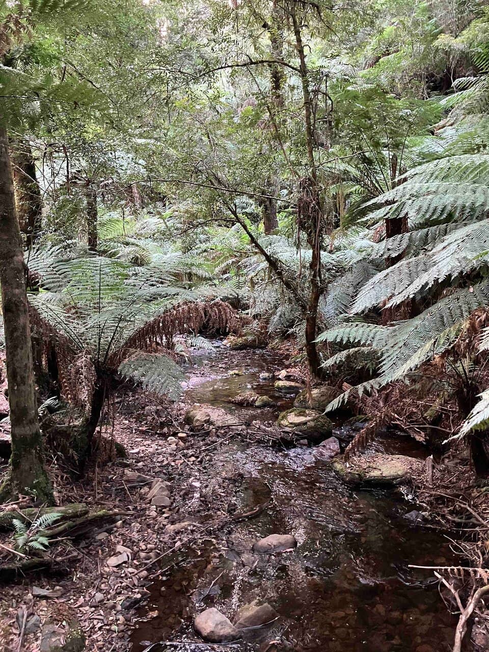 Myrtle Gully Circuit
