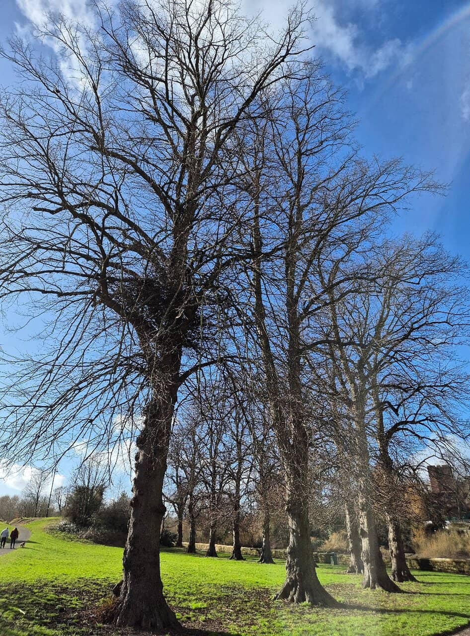 Local Independent Shops