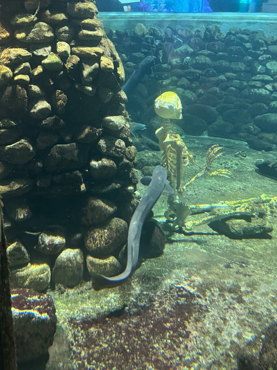 Tuatara Encounters