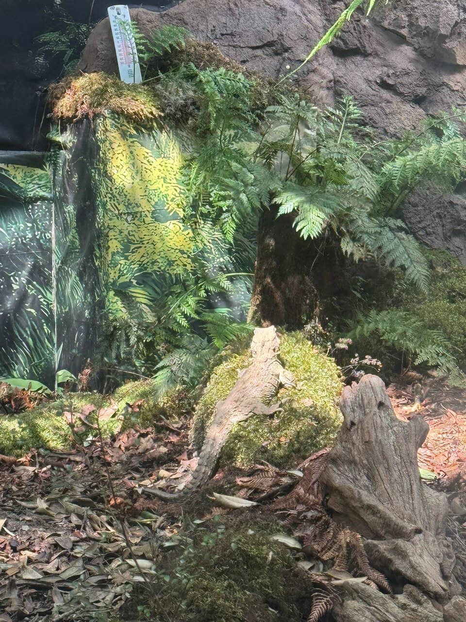 Nocturnal Kiwi Birds