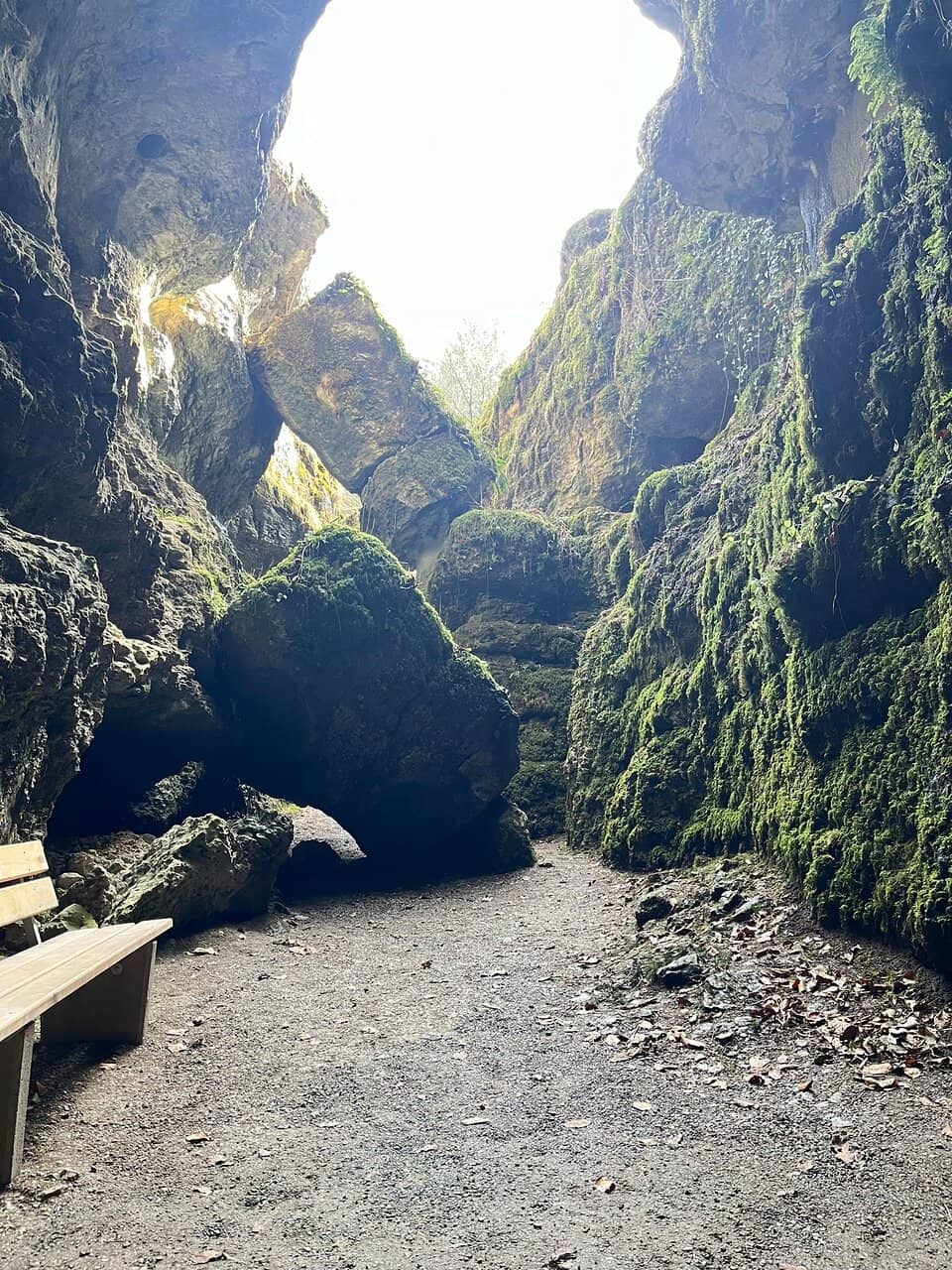 Ancient Bear Skeleton