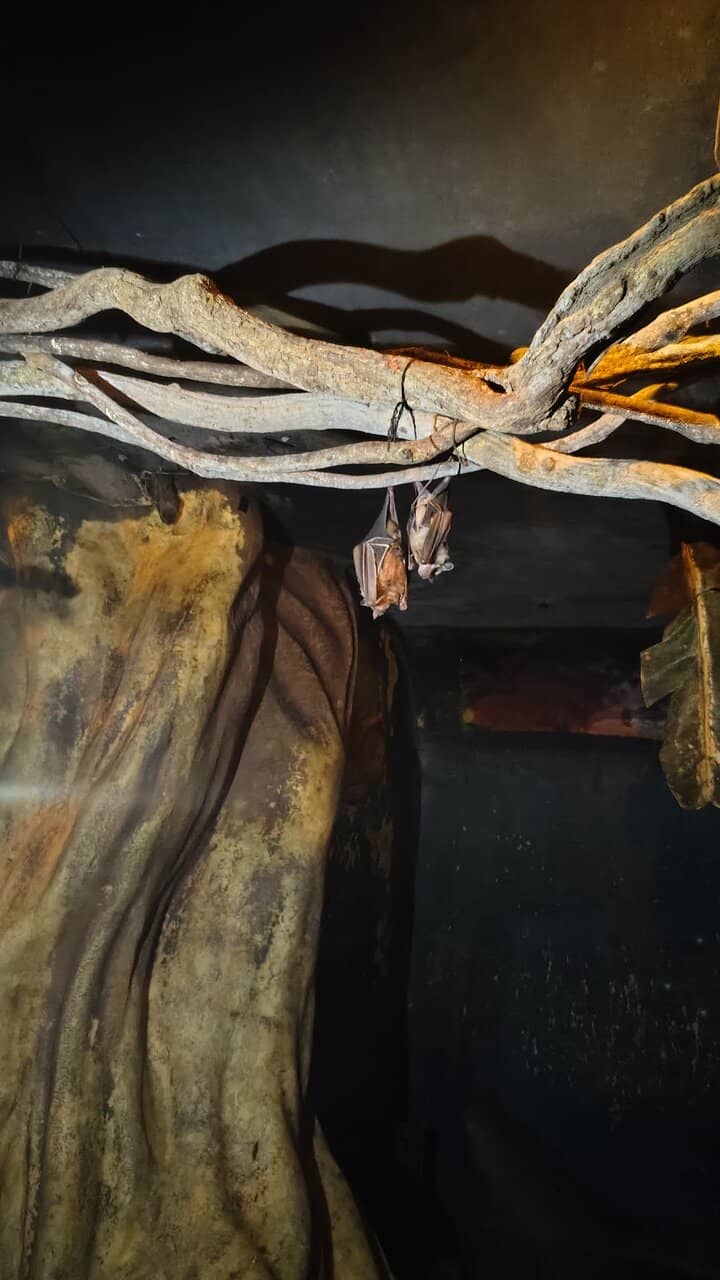 Close-Up Bat Viewing