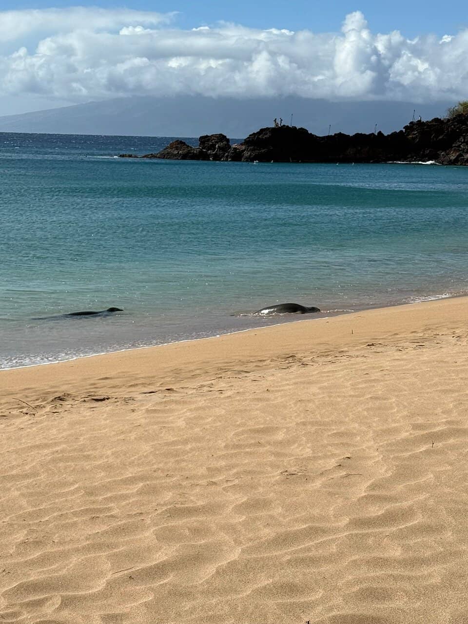 Snorkeling with Sea Turtles