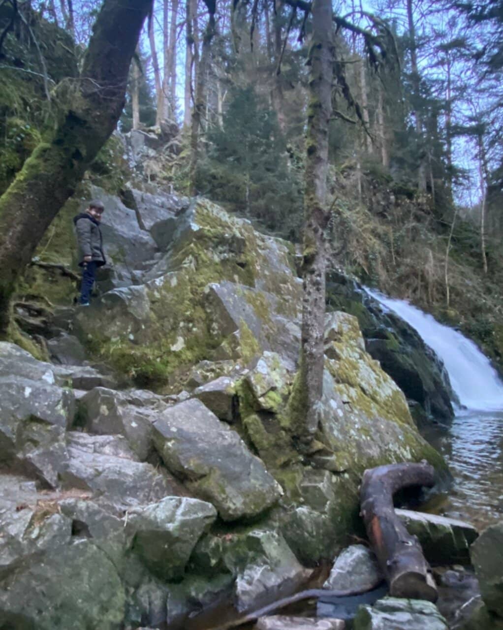 Forest Hiking Trails