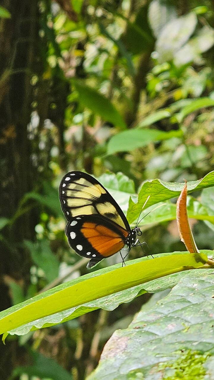 Challenging Lava Field Trails
