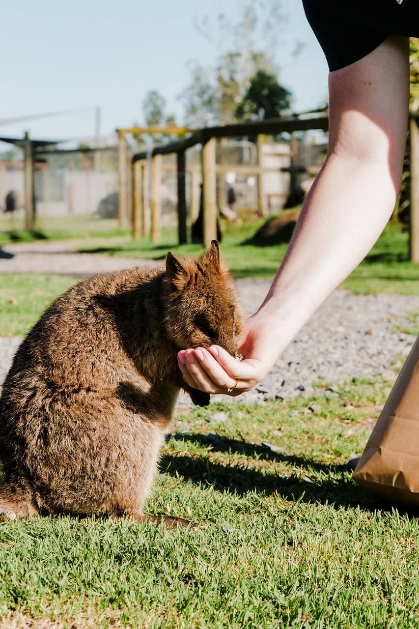 Farm Animal Hand-Feeding