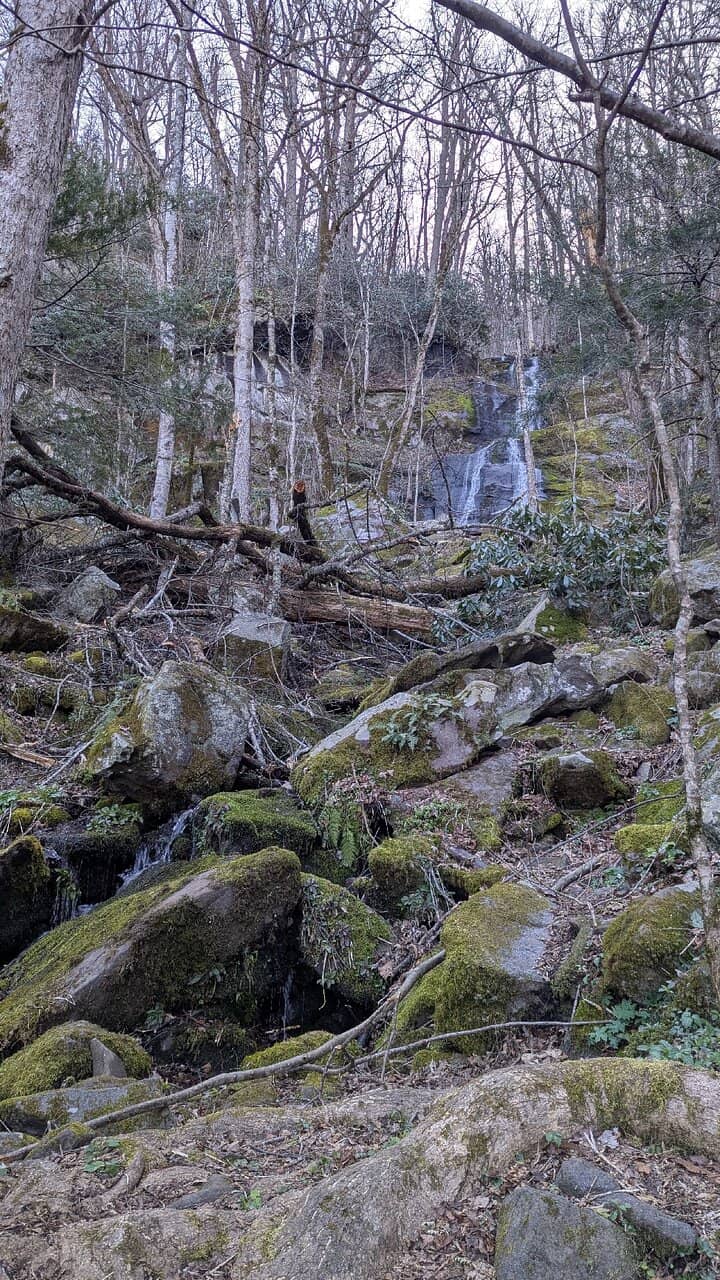 Old Growth Forest