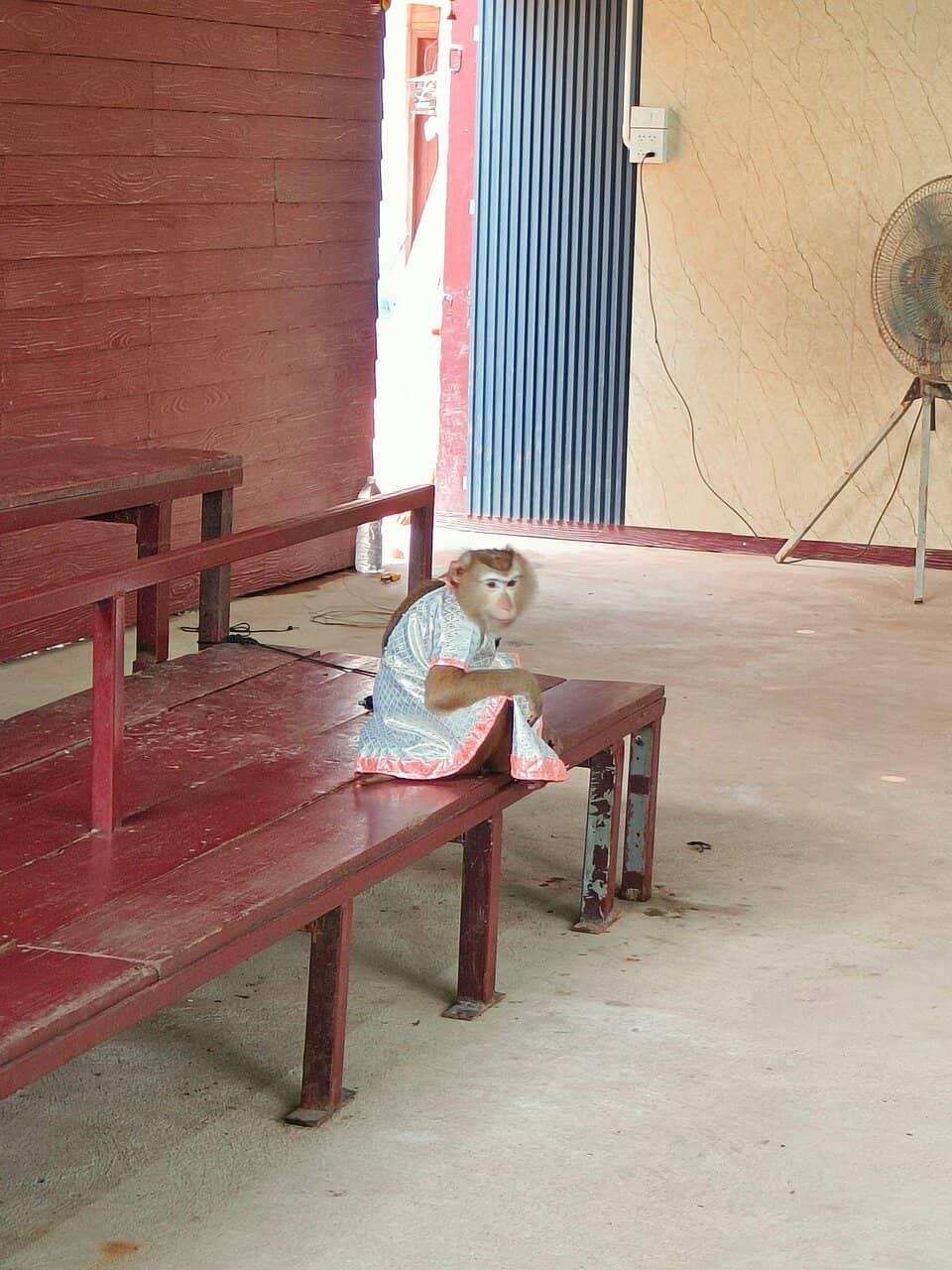 Animal Shows