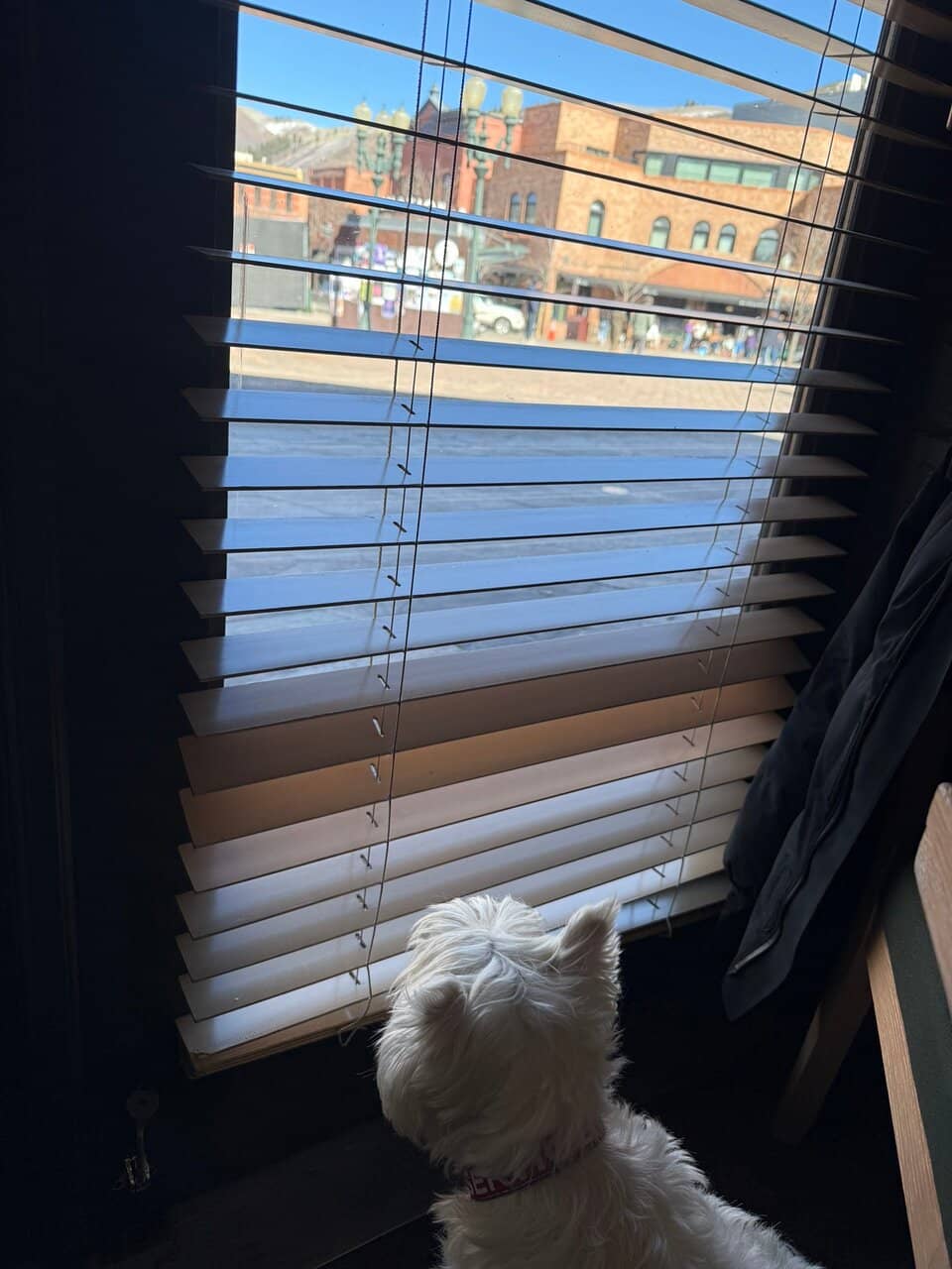 Pistachio Gelato Delight