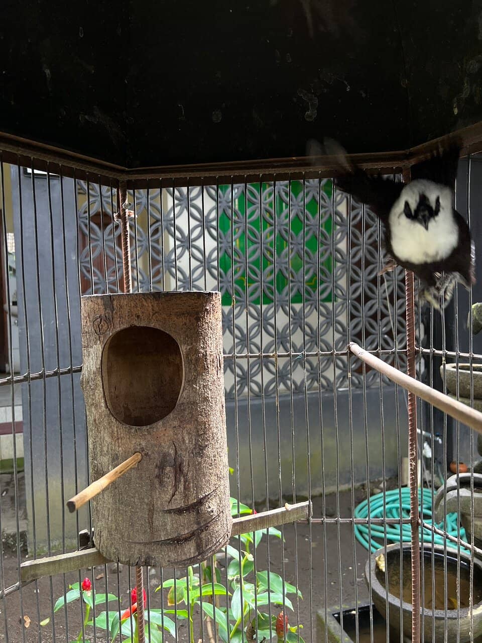 Authentic Indonesian Cuisine