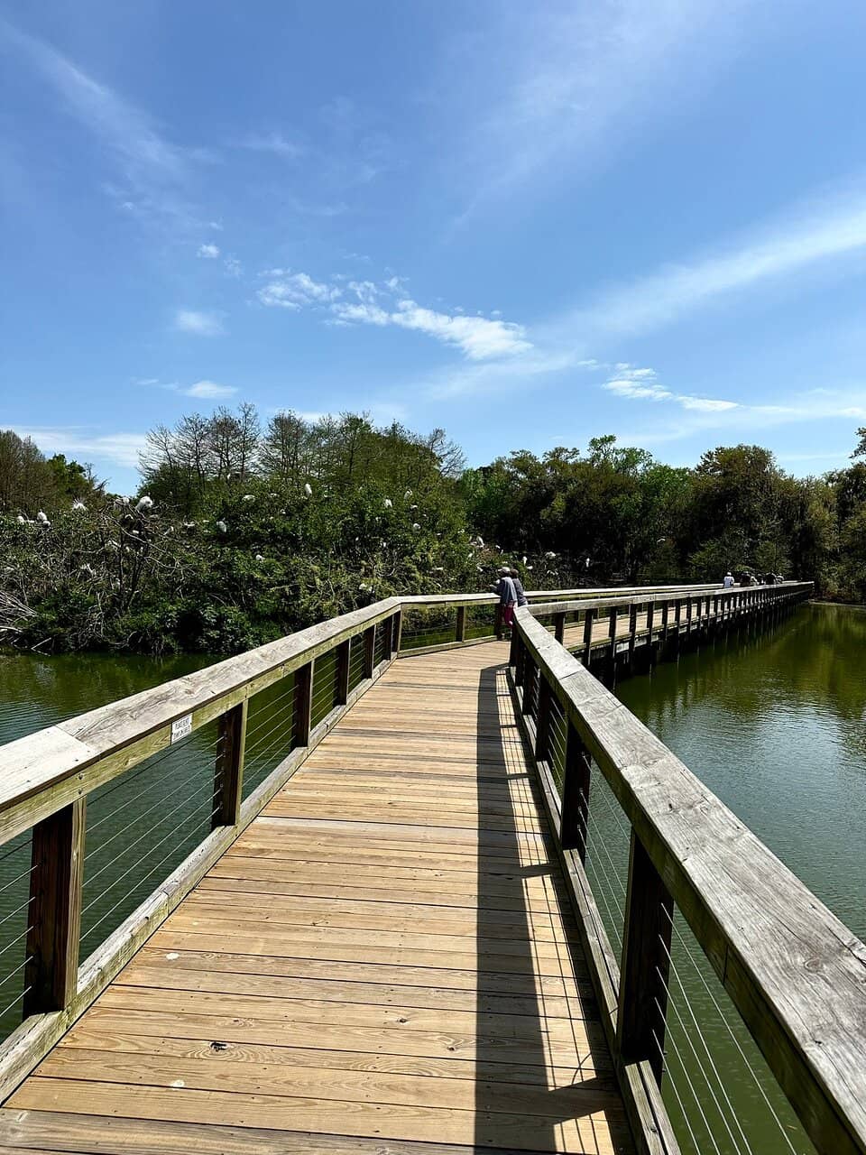 Alligator Sightings