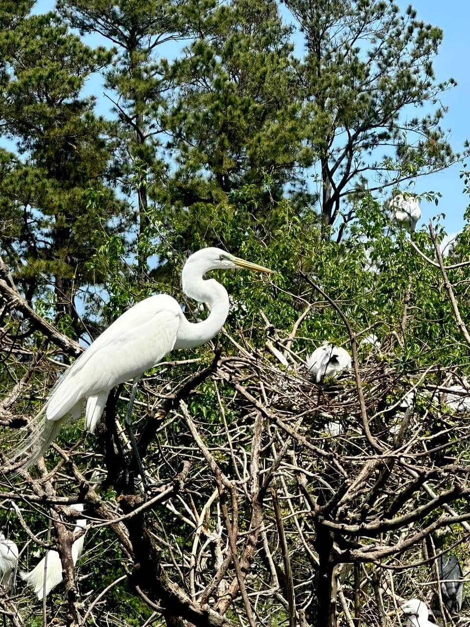 Abundant Birdlife