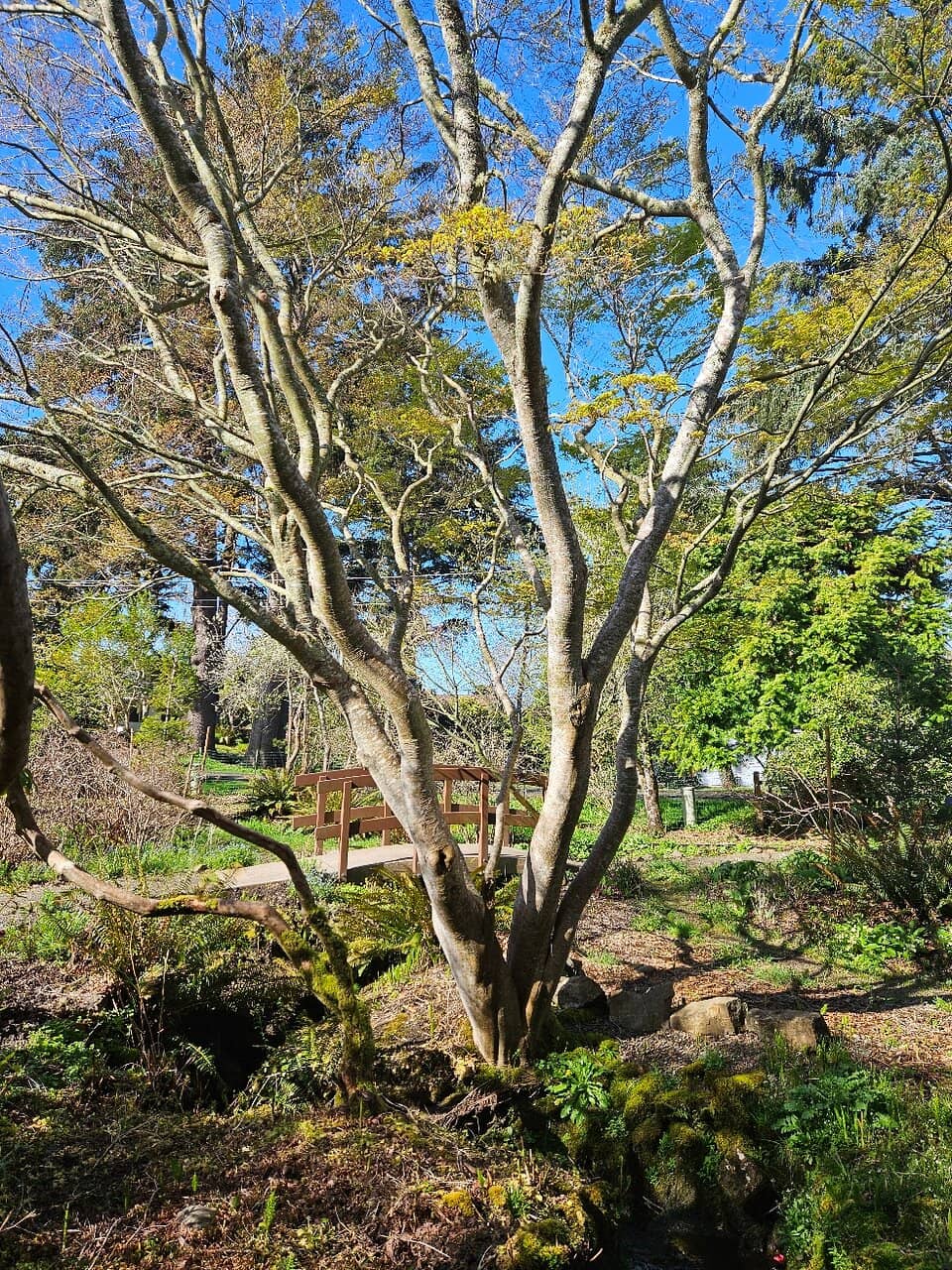 Diverse Plantings