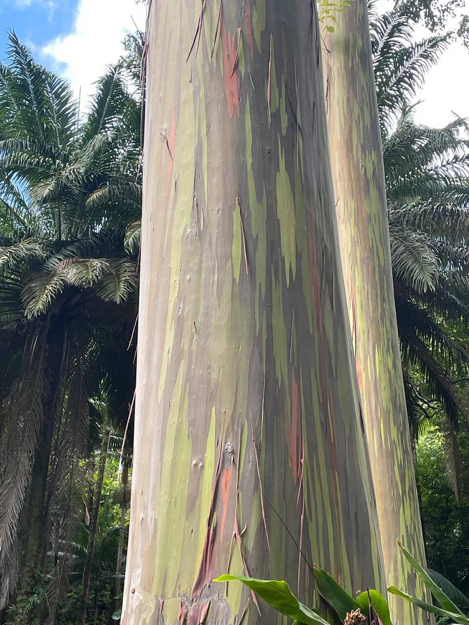 Exotic Flora Collection