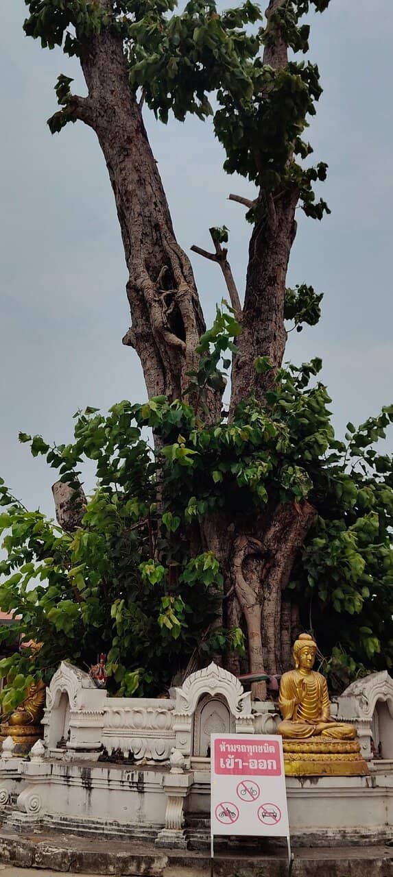 The Majestic Chedi