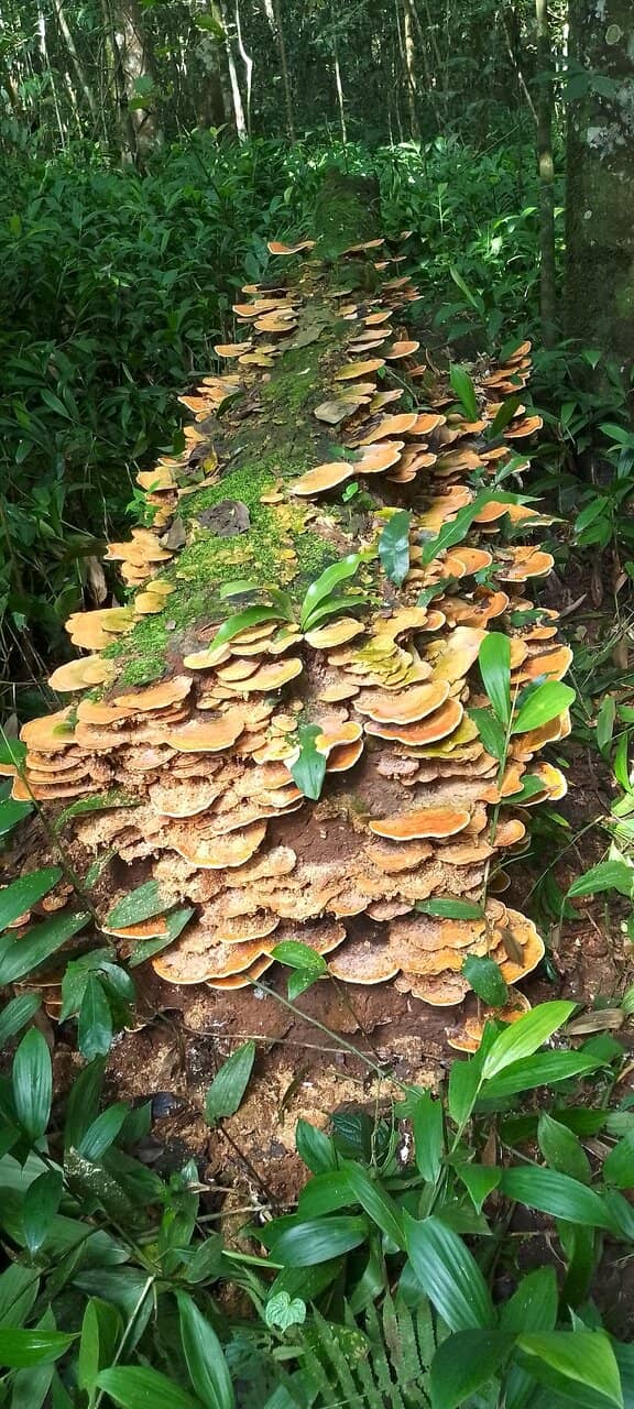 Tranquil Wadi Valleys
