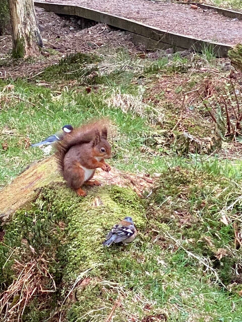 Norwegian Spruce Forest Trail