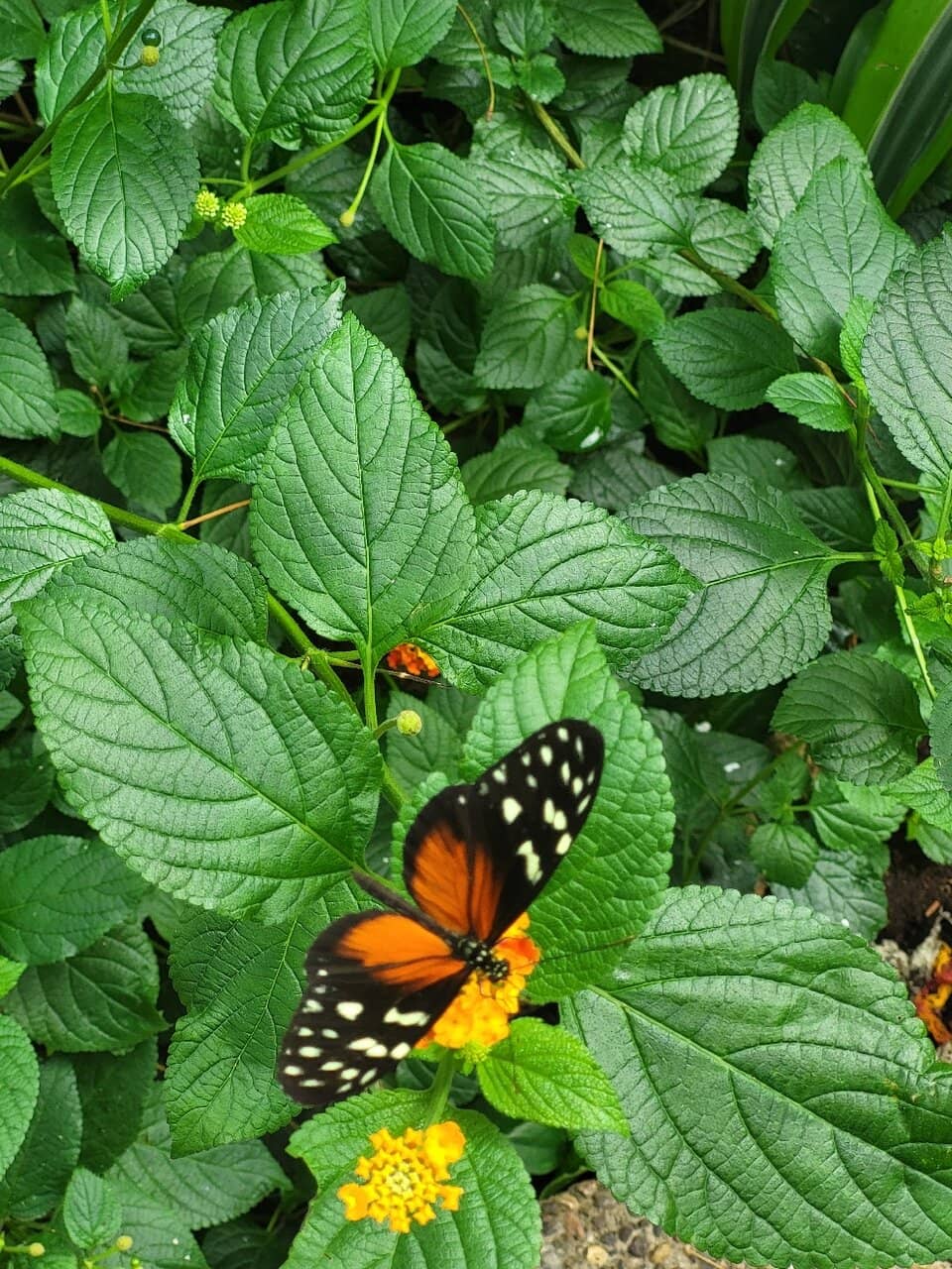 Tropical Birds and Aquatic Life
