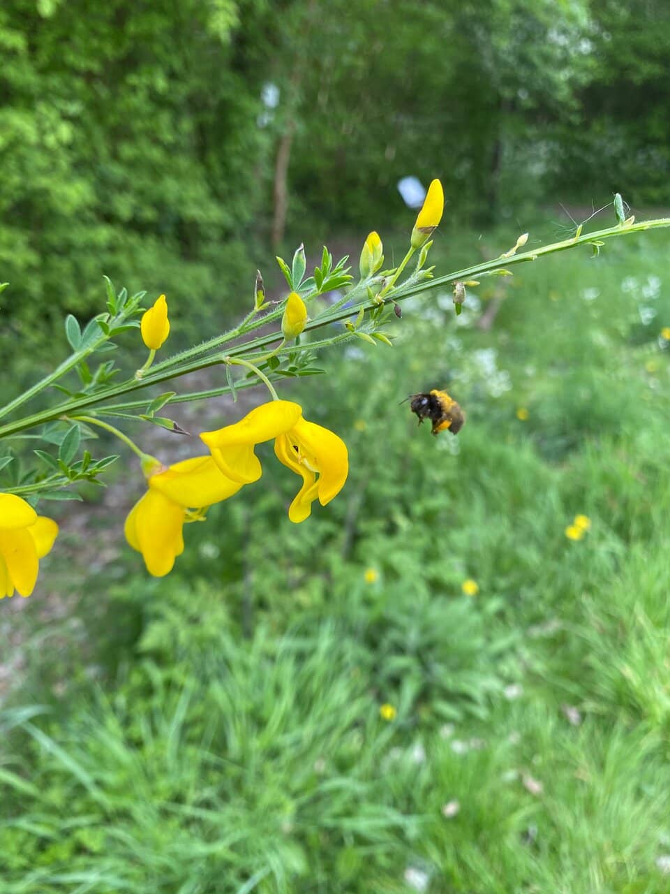 Wildlife Spotting