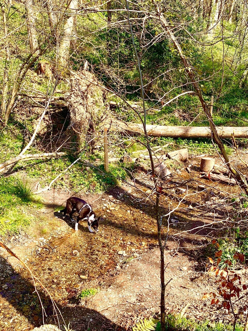 Courtyard Cafe Delights