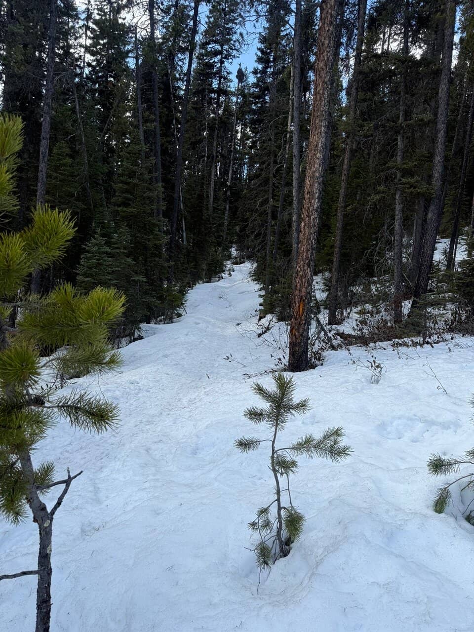 Vivid Ochre Mineral Springs