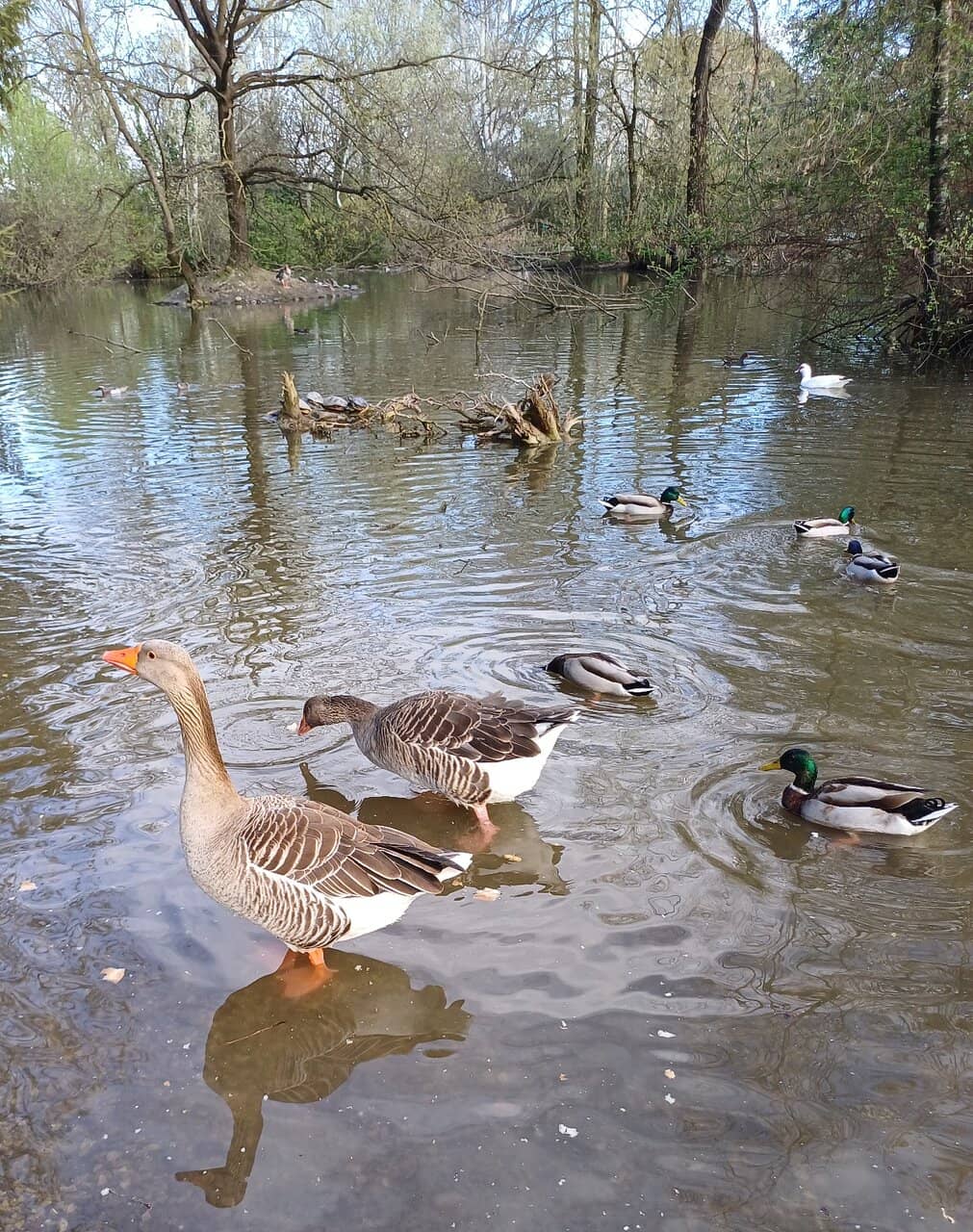 Abundant Wildlife