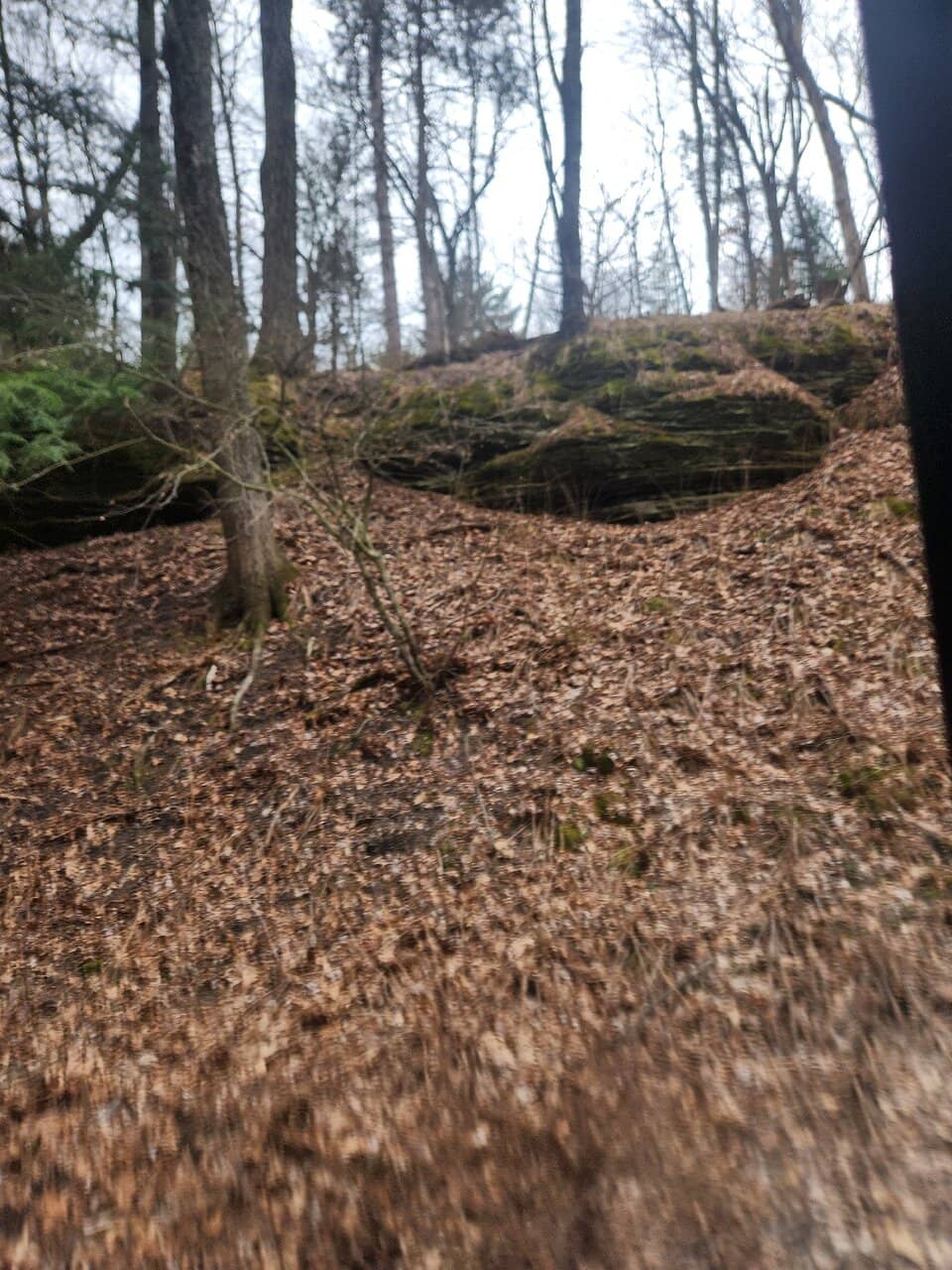 Towering Pine Forests