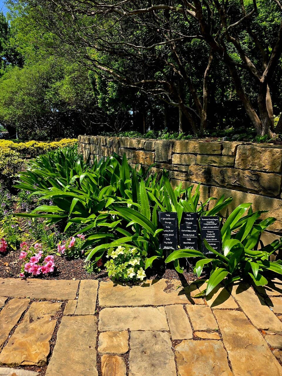 Koi Pond & Wooden Bridge