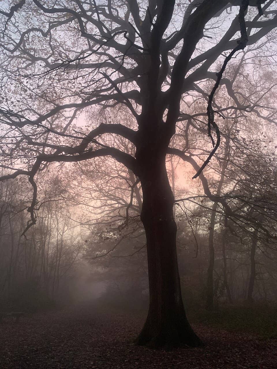 Well-Maintained Parkland Course