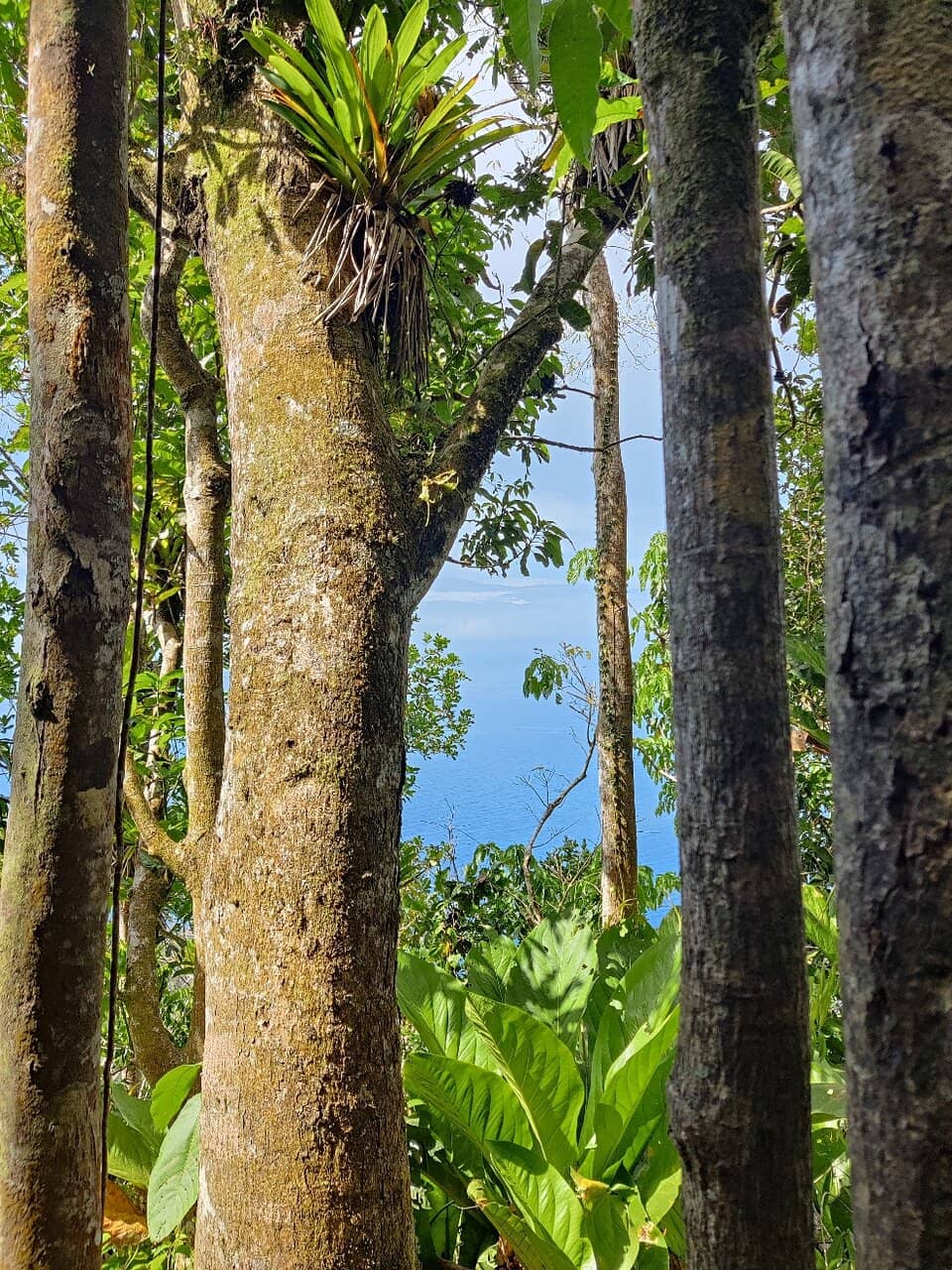 Diverse Vegetation Zones