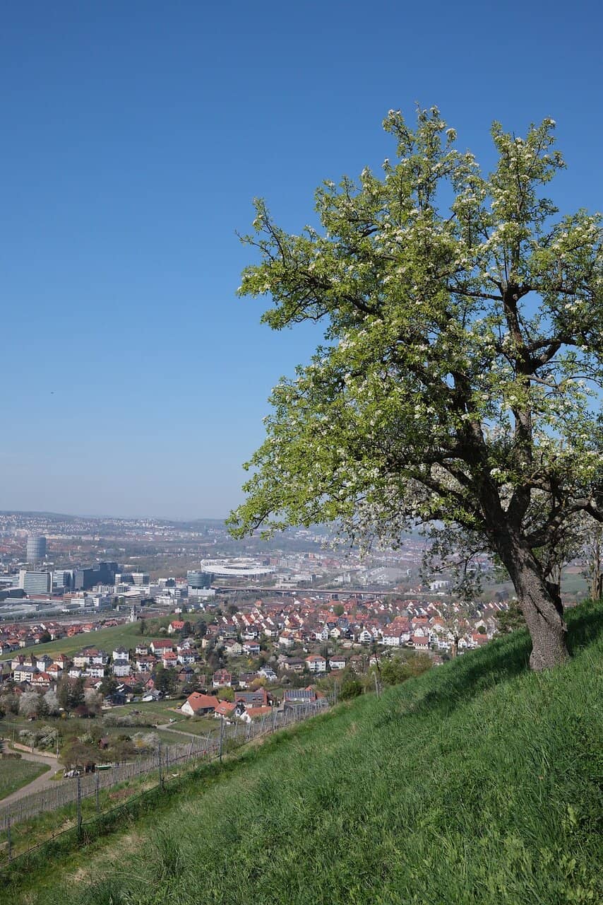 Vineyard Surroundings