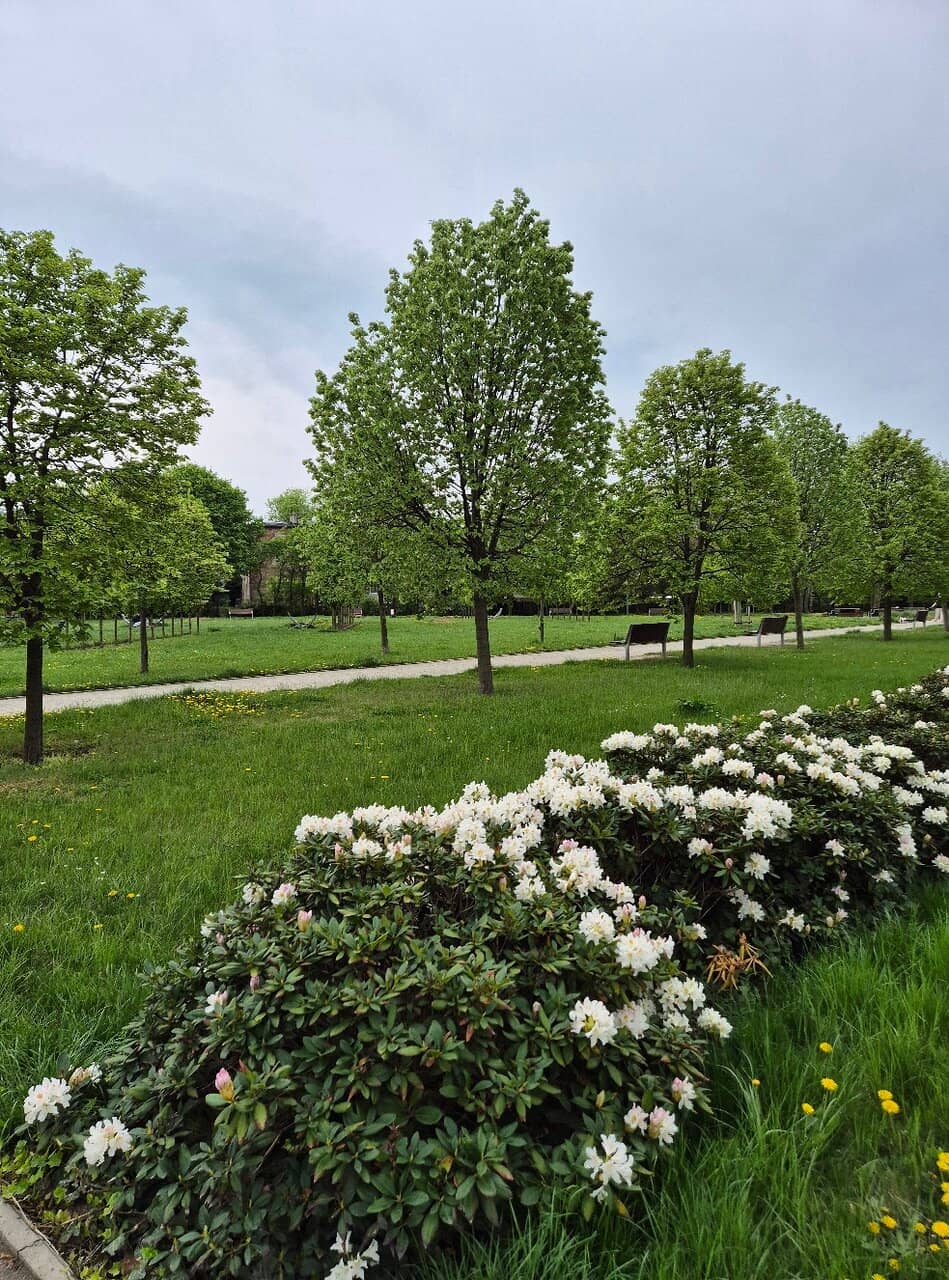Kasprowicz Park's Lush Greenery