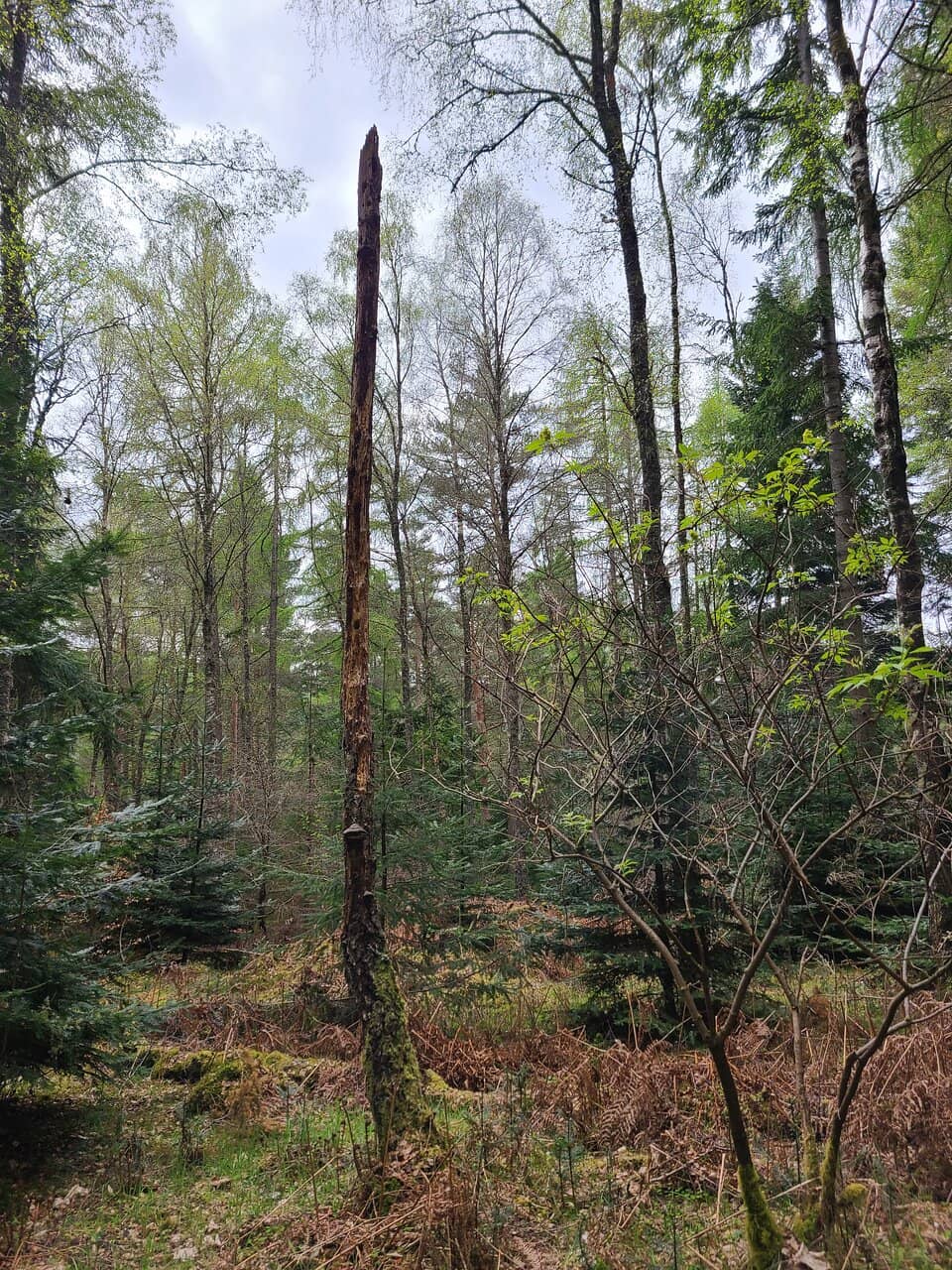 Vertical photo