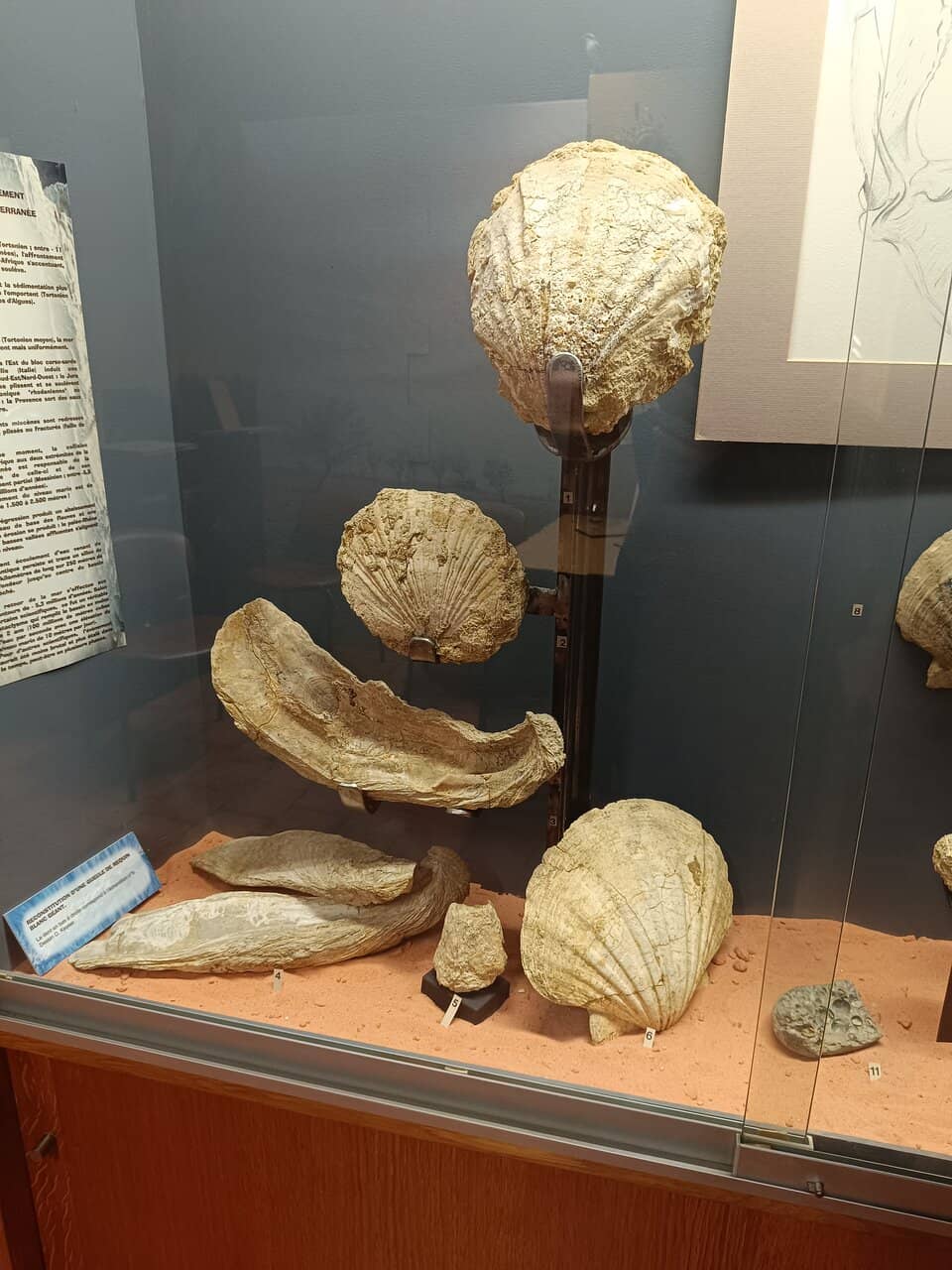 Zoological Collections