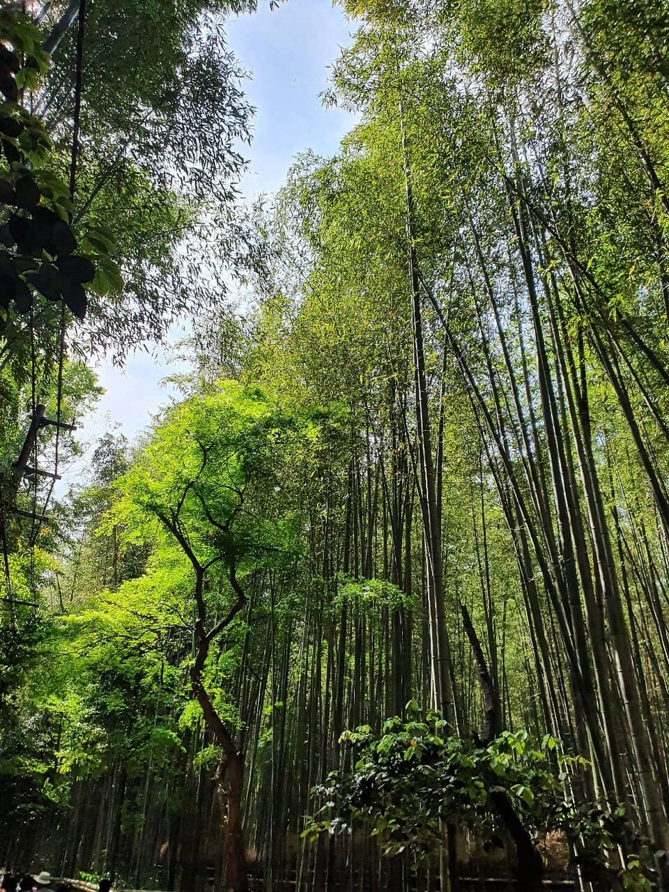 Vertical photo