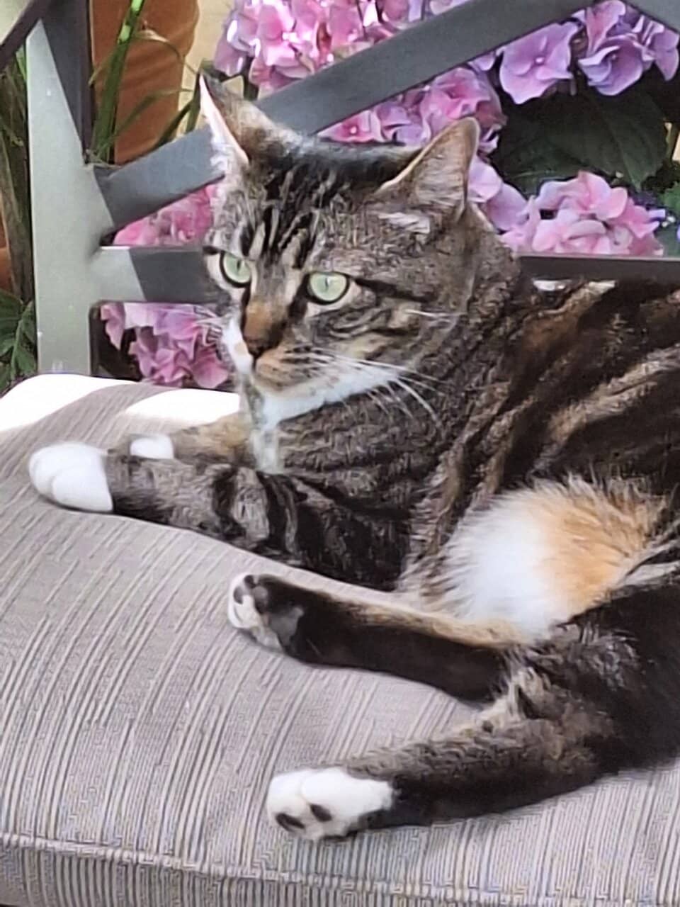 Resident Cat, Busy