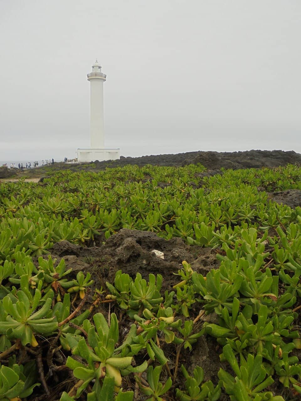 Scenic Coastal Walkways
