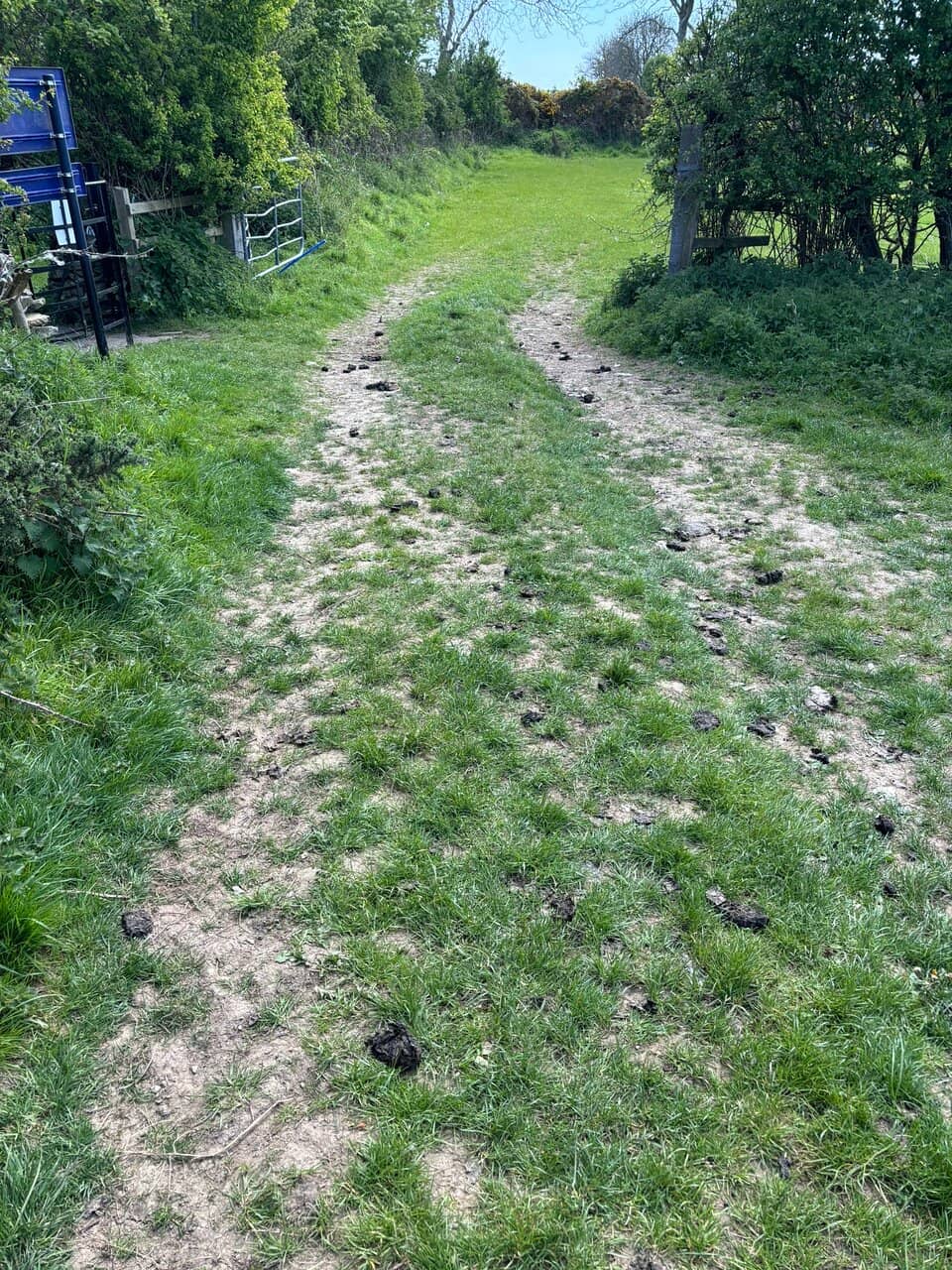 Enchanting Tree Tunnel