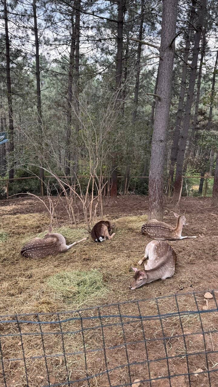Delicious Turkish Breakfast