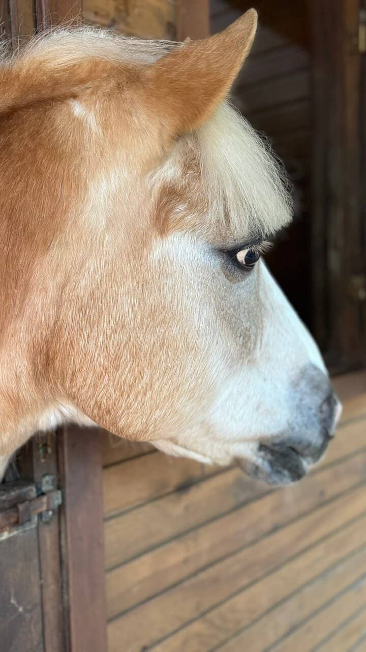 Deer and Animal Encounters